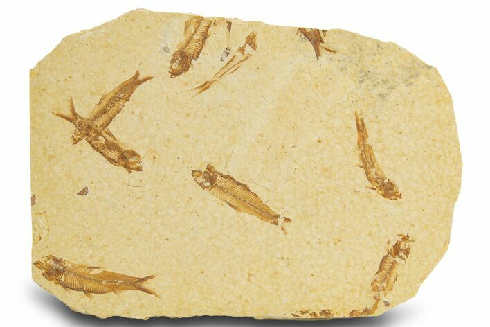 Fossil Fish (Knightia) Mortality Plate - Wyoming #327777